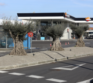 Olivos con historia y carácter que transforman el paisaje