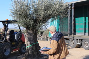 El proceso de carga y envío de nuestros olivos