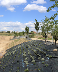 Nova zona verda a Torre Salses: Paisatge per a la Lleida del futur