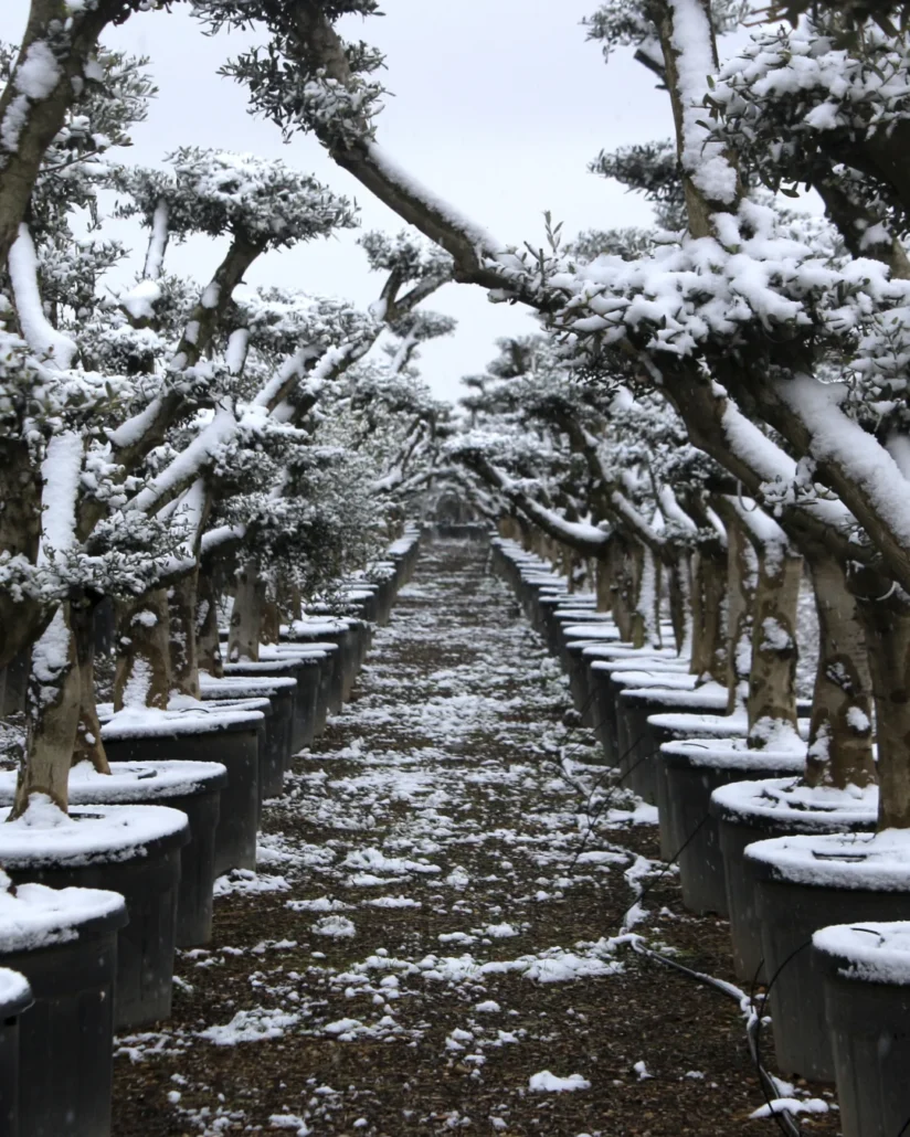 La elegancia que resiste el invierno